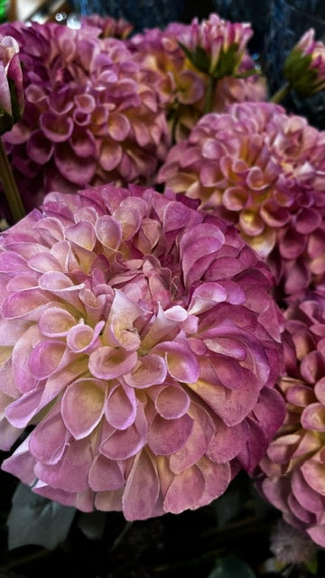 Royal Dahlia - Lavender