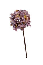 Dried Look Hydrangea Lavender