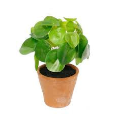 Flower - Plant - Chinese Monkey Potted Plant
