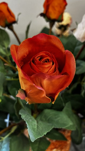 Harvest Rose Bud - Clementine