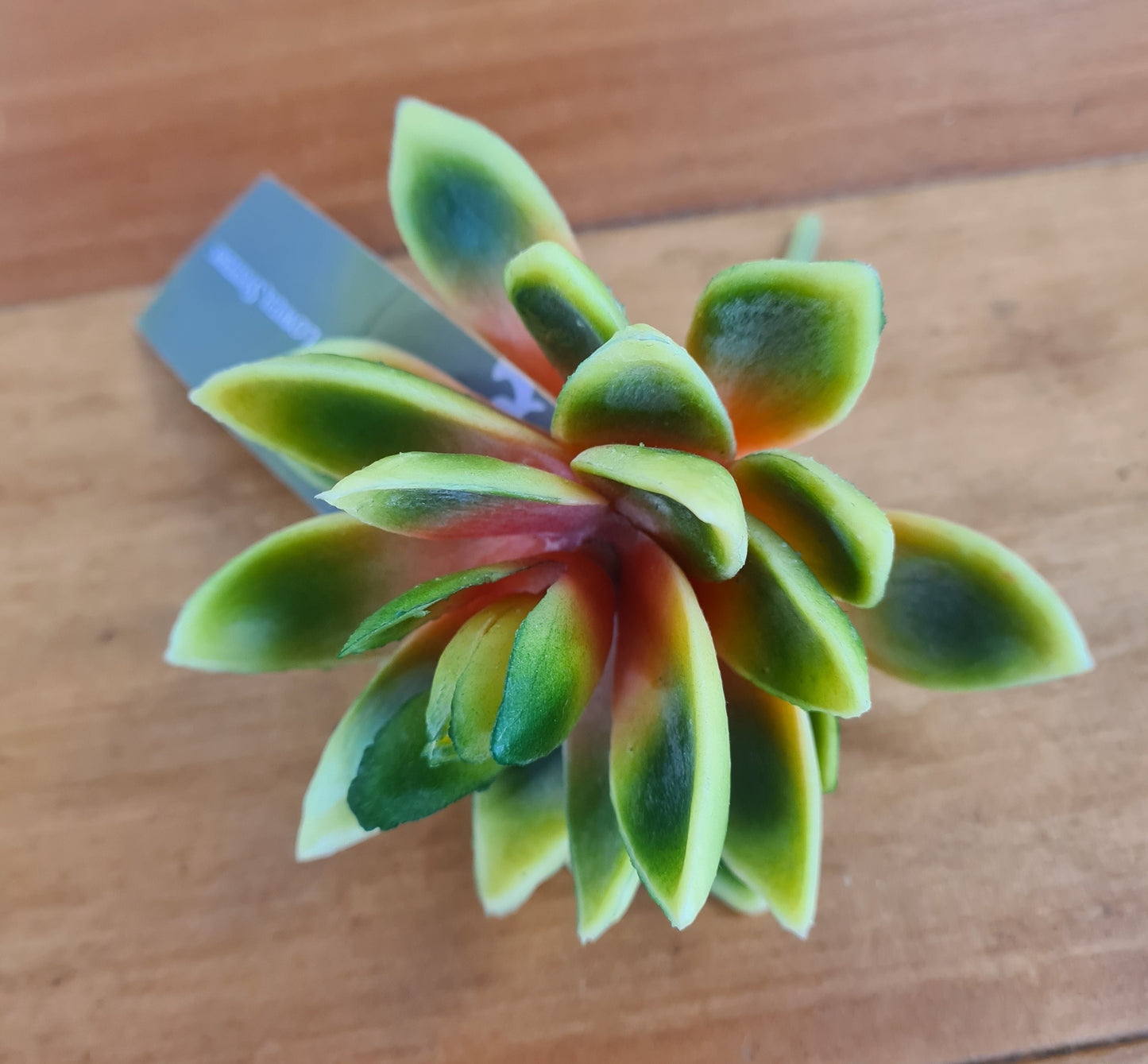 Lotus Succulent