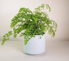 Artificial Maidenhair in White Pot