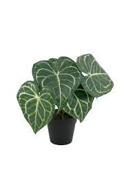 Flower Systems | Artificial Turtle Alocasia Plant 24cm | Potted Plant