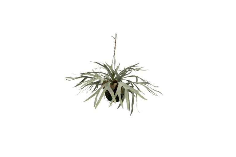 Hanging Staghorn Ball