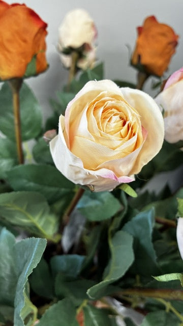 Asher Rose Bud - Champagne
