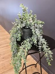 Eucalyptus Potted Foliage