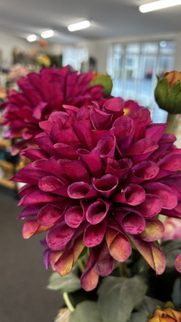 English Dahlia - Magenta