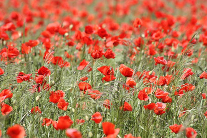 Eagles Rest | NZ Seed Bombs | Red Poppy