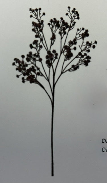 Gypsophila Cutting - Shiraz