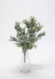 Dusty Miller Bush