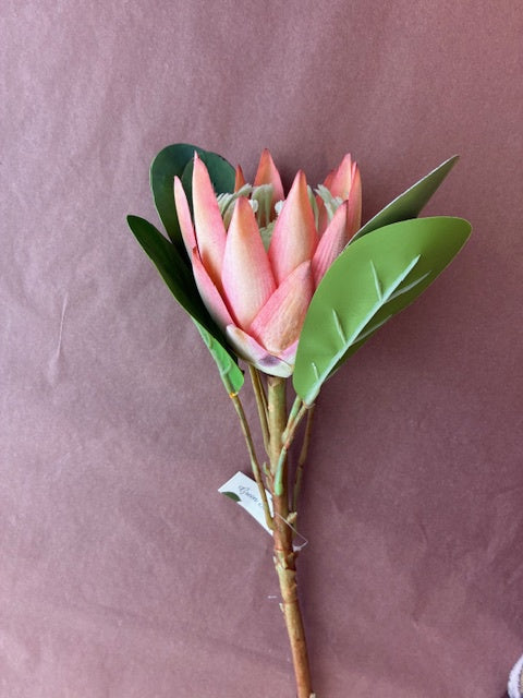 Protea King Pink