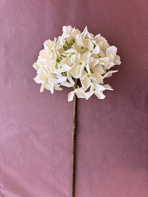 Artisan Florals | Grandiflora Hydrangea | Cream