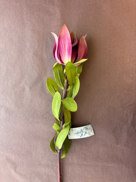 Robert Mark - Artificial Purple Leucadendron