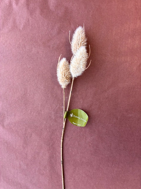 Flower Systems | Bunny Tail Stem