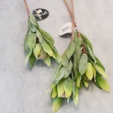 Artisan Florals | Leucandendron Stem Foliage | 50cm