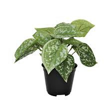 Flower Systems | Scindapsus Pictus | Potted Plant
