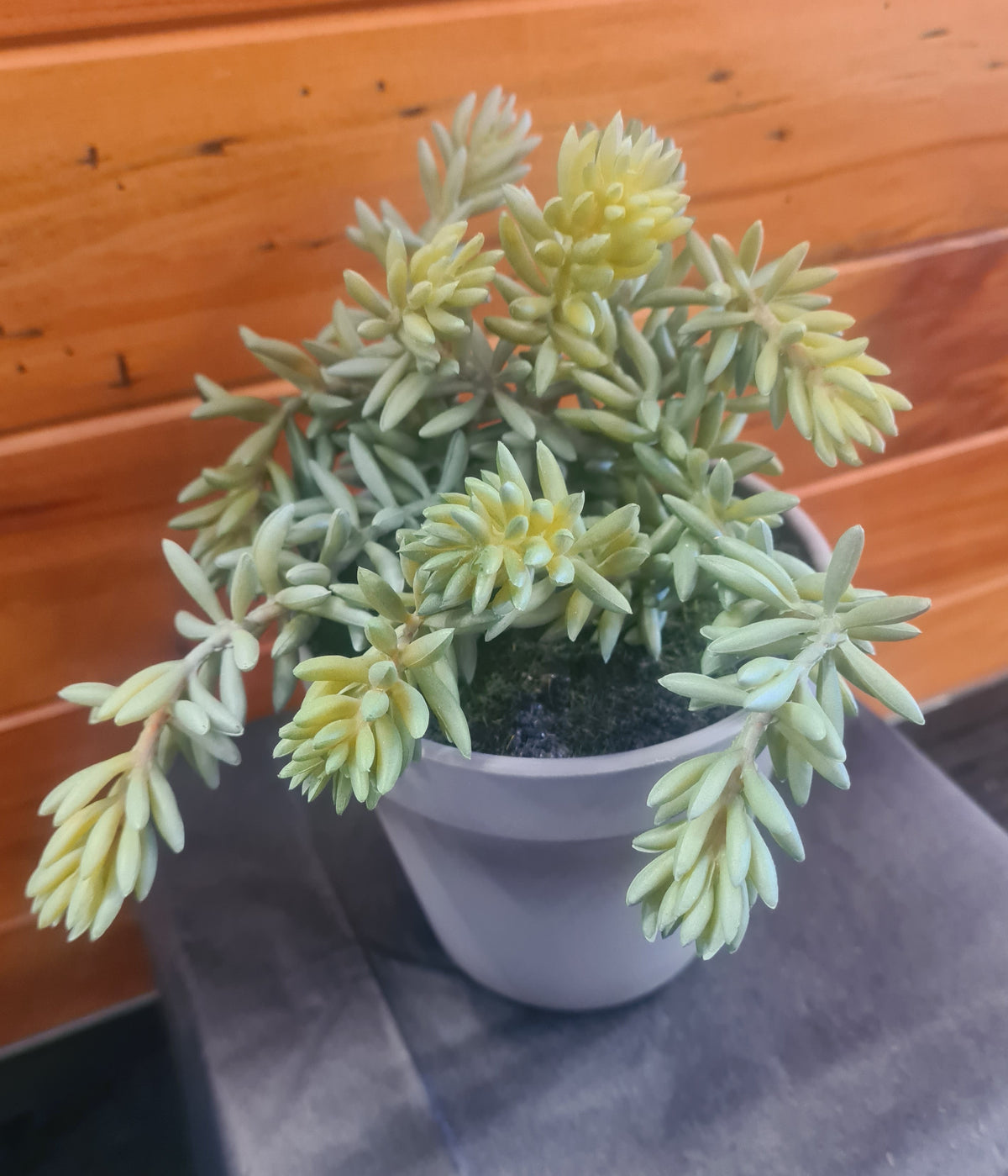 Flower Systems | Succulent in Grey Pot