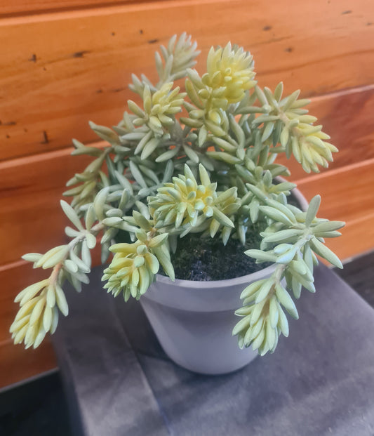 Flower Systems | Succulent in Grey Pot